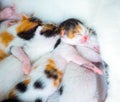 3 Days old Kitty in a Basket Royalty Free Stock Photo