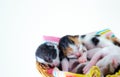 3 Days old Kitty in a Basket Royalty Free Stock Photo