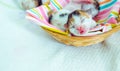 3 Days old Kitty in a Basket Royalty Free Stock Photo