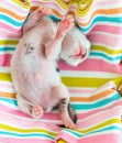 3 Days old Kitty in a Basket Royalty Free Stock Photo