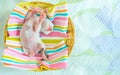 3 Days old Kitty in a Basket Royalty Free Stock Photo