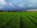 40 days old rice fields with cloudy weather. in Indonesia Royalty Free Stock Photo