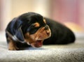 2 days puppy yawn