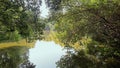 Daytime atmosphere in the mangrove forest