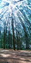 Daytime atmosphere in a pine tree forest