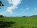 Daytime atmosphere of rice fields on Bawean Island