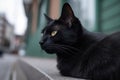 Daytime, city street, black cat. Symbol of superstition. Generative AI