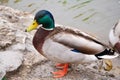 Daytime exterior close up stock photograph of mallard duck in Spring standing on rock in pond at Glen Falls i Royalty Free Stock Photo