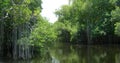 Mangrove swamps at Black River Jamaica