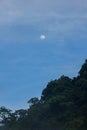 The daytime moon above the tall tree Royalty Free Stock Photo