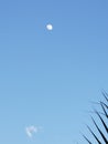 Daytime moon Royalty Free Stock Photo