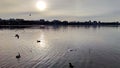 Daytime Photo of Birds at Angara River in Irkutsk City. Seagulls and Ducks on Water