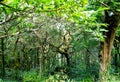 Daytime Photo of Mystical Thick Forest