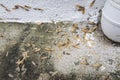 Many Alates termite winged insect on the floor.