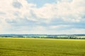 Daytime summer countryside landscape with a green young wheat field under a cloudy sky Royalty Free Stock Photo