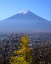 Mount Fuji and a bright yellow ginkgo tree in autumn Royalty Free Stock Photo