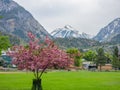 Daytime view of purple flower blossom in Ouray