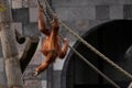 Daytime view of a red Orangutan monkey swinging on the ropes in an attraction park