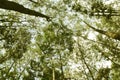 daytime views in the pine forest