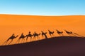 Daytime wide angle shoot of camel caravan silhouettes in desert dunes of Erg Chigaga, at the gates of the Sahara. Morocco. Concept