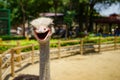 Zoo ostrich head close scene