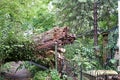 Fifty-foot-wide Tree Downed in Storm