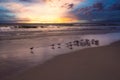 Daytona Beach Florida Oceanview birds and sunset