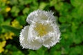 Daytona Fringed tulip white bloom isolated in green garden, macro image Royalty Free Stock Photo