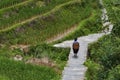 Local farmer carrying a basket at her back along a rice terraced field near the village of Dazhai in China Royalty Free Stock Photo