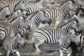 A dazzle of zebra