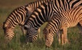 A dazzle of Zebra during golden light Royalty Free Stock Photo