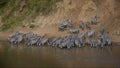 Dazzle of zebras captured drinking water in a waterhole near an arid hill Royalty Free Stock Photo