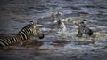 Dazzle of zebras captured swimming in a waterhole Royalty Free Stock Photo