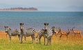 Dazzle of Zebras (Equus quagga) with a herd of Impala in Bumi National Park