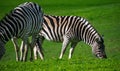 A Dazzle of Zebras Graze on the green hillside