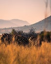 Dazzle of zebras standing on dry grass at Pilanesberg National Park on a sunny day Royalty Free Stock Photo