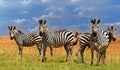 Dazzle of Zebras standing on the lush plains next to Lake Kariba, Zimbabwe, Africa