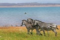 Dazzle of Zebras walking across the lush plains next to Lake Kariba