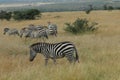 Dazzle of zebras walking in the grass of wilderness Royalty Free Stock Photo