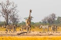 Scenic view of a busy waterhole with zebra and giraffe with a natural tree and bush background in Hwange National Park