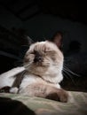 Dazzled sleepy cat Royalty Free Stock Photo