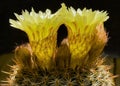 Backlit Profile of Two Bright Yellow Parodia erubescens Ball Cactus Flowers