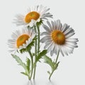 Dazzling Daisies: A Timeless Beauty