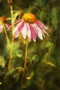 Dazzling Enchanted Echinacea Coneflower Royalty Free Stock Photo