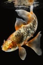 Dazzling Golden Koi Swimming in Water for Invitations and Posters.