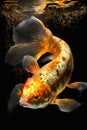 Dazzling Golden Koi Swimming in Water for Invitations and Posters.