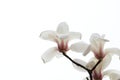 Dazzling magnolia flower Royalty Free Stock Photo