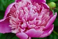 Peony Pink