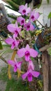 A dazzling purple orchid blossoms original from indonesia in