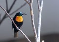 Scarlet-chested Sunbird (Chalcomitra senegalensis) in Africa Royalty Free Stock Photo